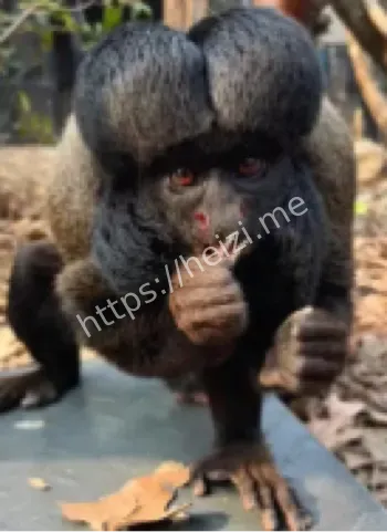 北京野生动物园红背僧面猴